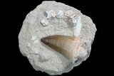Large, Fossil Mosasaur Tooth With Fish Vertebrae #77980-1